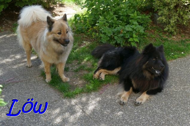 7.5.2020 - Das Hundepaar, Howard und Arya